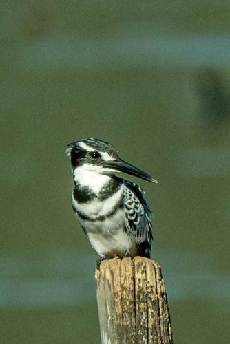 iNaturalist: (c) jean hirons, some rights reserved (CC BY-NC), uploaded by jean hirons iNaturalist image