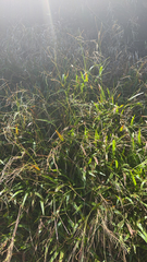 Paspalum conjugatum, photograph (c) Nathan Nguyen, some rights reserved (CC BY)