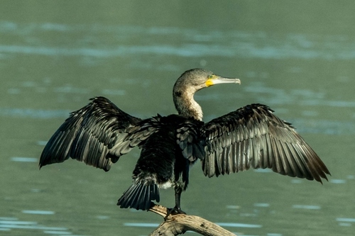 iNaturalist image