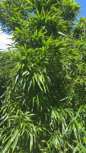Phyllostachys nigra, photograph 2