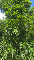 (c) Nathan Nguyen, some rights reserved (CC BY) Phyllostachys nigra, photograph (c) Nathan Nguyen, some rights reserved (CC BY)