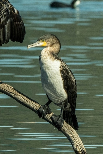iNaturalist image