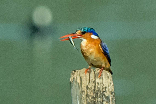 iNaturalist image