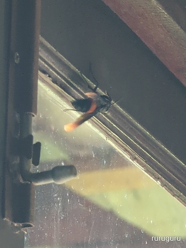 Greater Banded Hornet