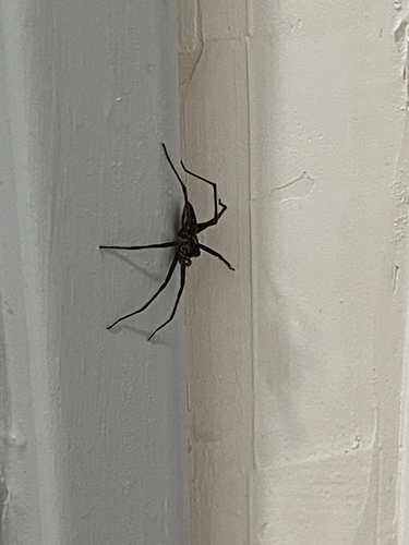 European Nursery Web spider