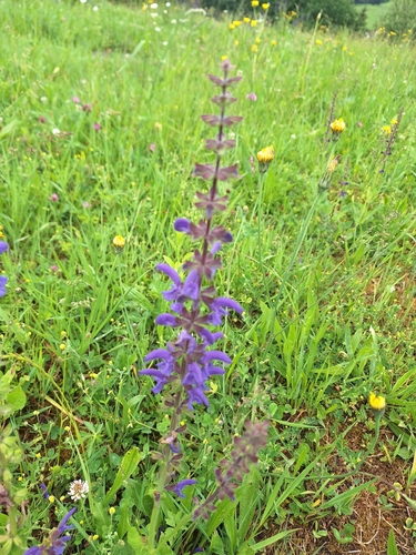 Meadow Sage