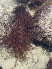 Sarcodiotheca