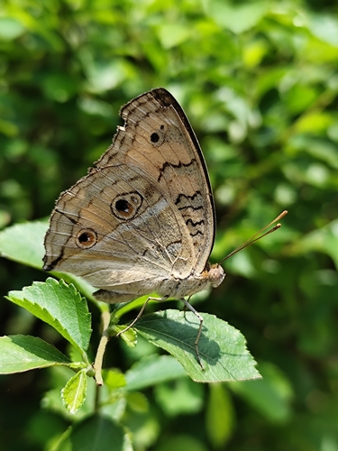 Peacock Pansy