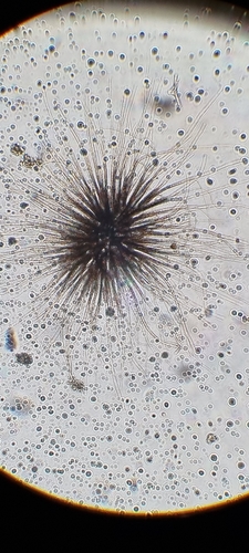 Gloeotrichia echinulata, 2026-06-01