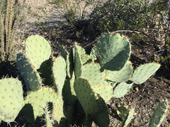 Opuntia discata