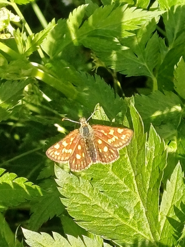 Chequered Skipper