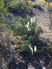 Opuntia discata