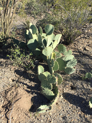 Opuntia discata