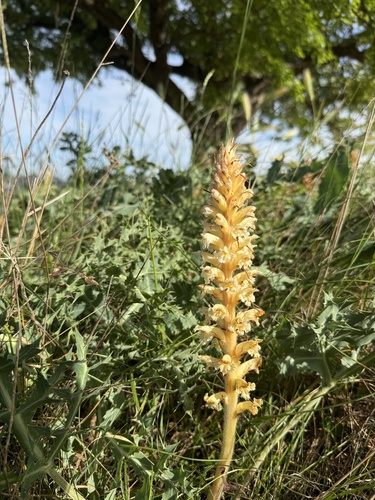Amethyst Broomrape
