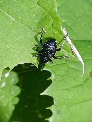 Otiorhynchus gemmatus