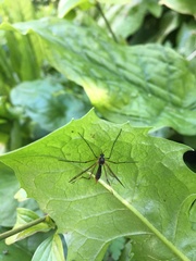 Ptychoptera albimana