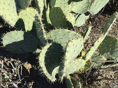 Opuntia discata