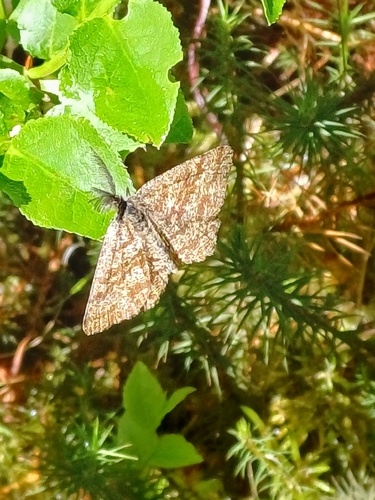 Common Heath