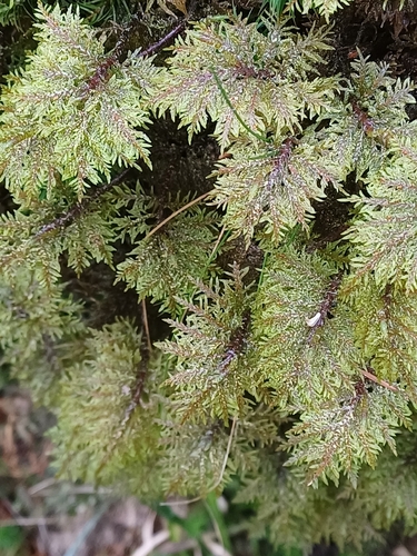 stairstep moss