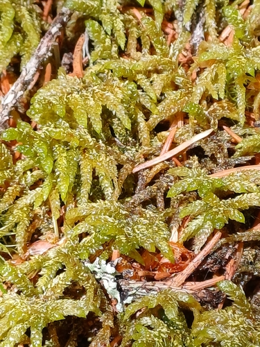 Neat Feather-moss