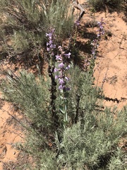 Penstemon buckleyi