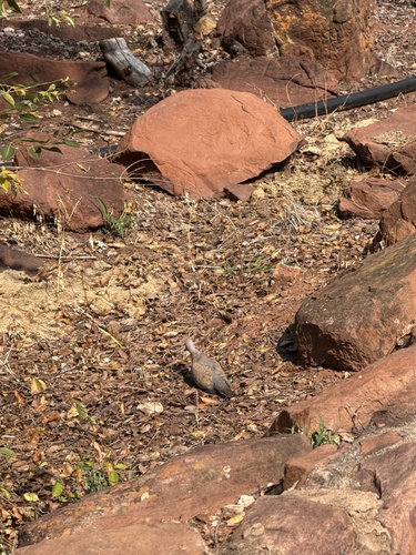 Laughing Dove