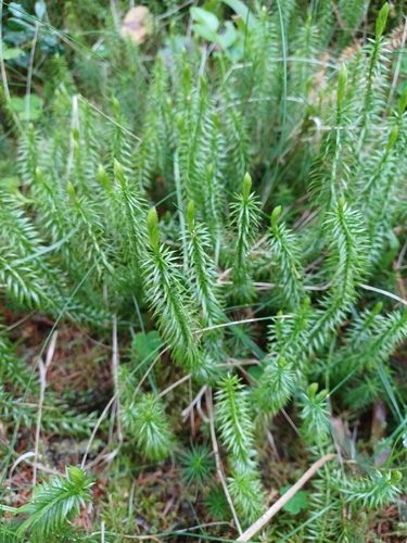 interrupted clubmoss