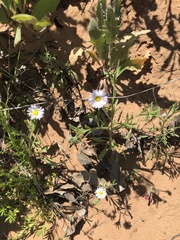 Erigeron bellidiastrum