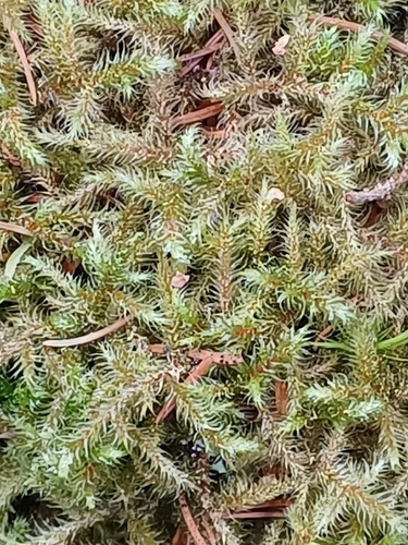 Lanky Moss