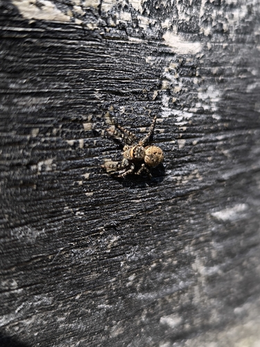 Fencepost jumping spider