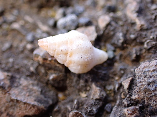 Peristernia chlorostoma observed 2026-05-30