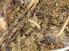 Nicoletiidae
