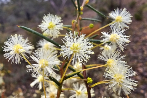 Spreading Wattle