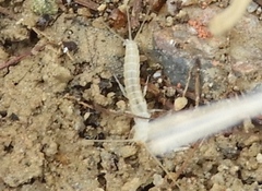 Nicoletiidae
