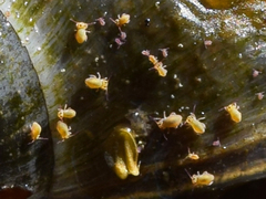 Sminthurides aquaticus