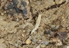 Nicoletiidae