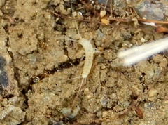 Nicoletiidae