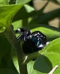Phidippus audax