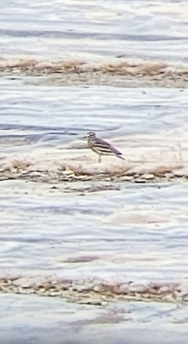 Eurasian Stone-curlew