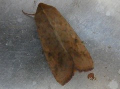 Helicoverpa armigera conferta