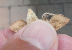 Helicoverpa armigera conferta