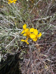 Psilostrophe cooperi