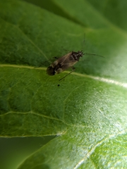 Vesperocoris paddocki