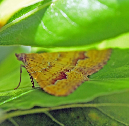 Yellow Shell Moth
