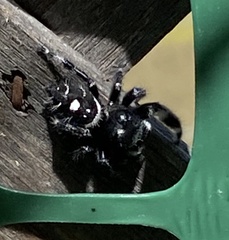 Phidippus audax