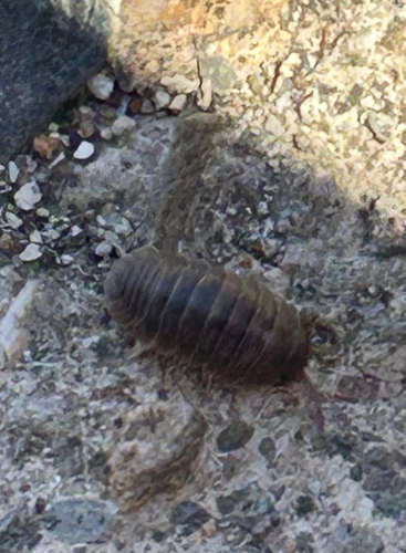 Pillbugs