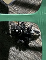 Phidippus audax