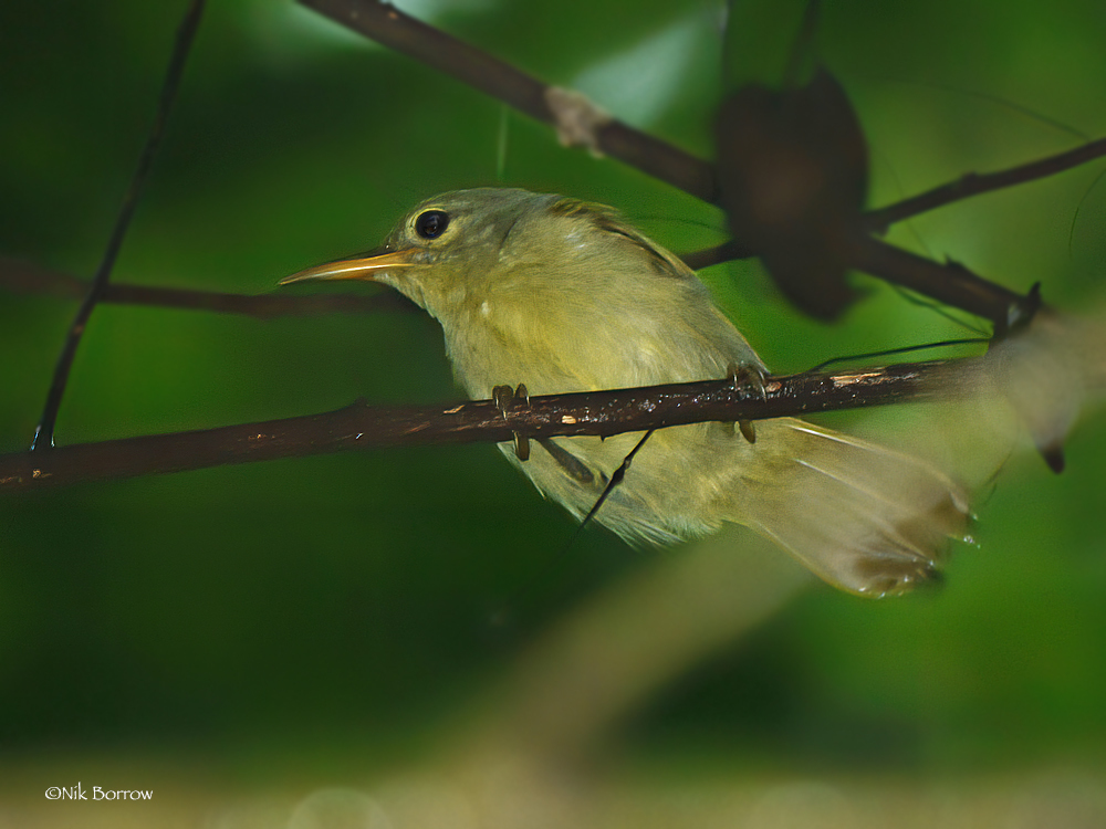 Fraser's Sunbird photo