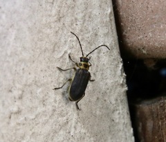 Trirhabda luteocincta