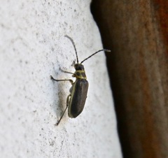 Trirhabda luteocincta